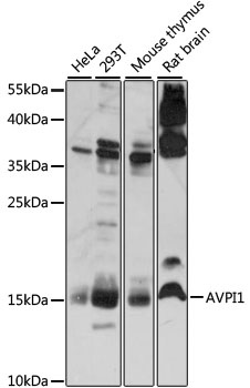 AVPI1 Antibody