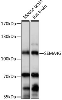 SEMA4G Antibody
