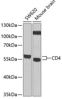 CD4 Antibody