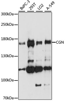 CGN Antibody