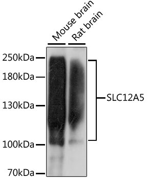 SLC12A5 Antibody