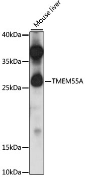 TMEM55A Antibody