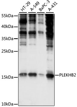 PLEKHB2 Antibody