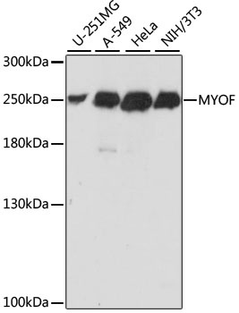 MYOF Antibody