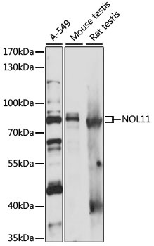 NOL11 Antibody