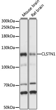 CLSTN1 Antibody