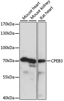 CPEB3 Antibody