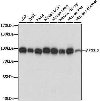 AFG3L2 Antibody