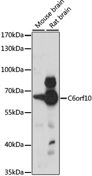C6orf10 Antibody