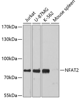 NFATC1 Antibody