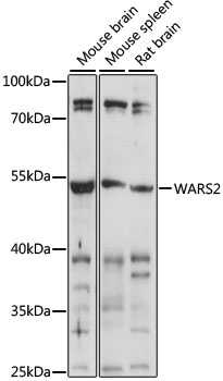 WARS2 Antibody