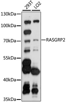 RASGRP2 Antibody
