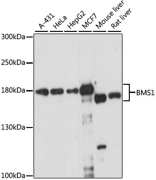 BMS1 Antibody