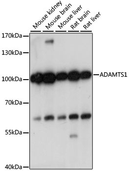 ADAMTS1 Antibody