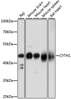 CYTH1 Antibody