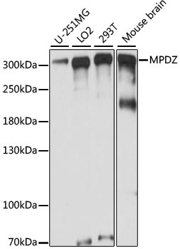 MPDZ Antibody