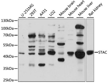 STAC Antibody