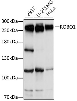 ROBO1 Antibody