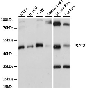 PCYT2 Antibody