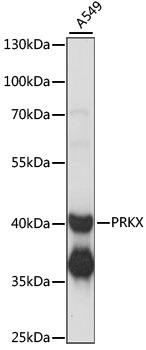 PRKX Antibody