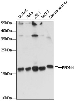 PFDN4 Antibody