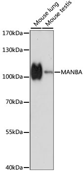 MANBA Antibody