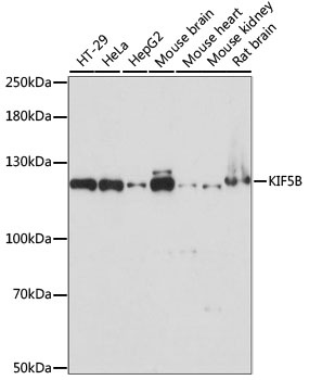 KIF5B Antibody