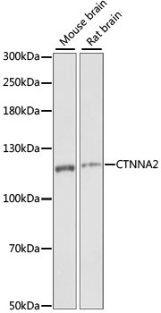 CTNNA2 Antibody