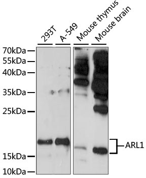 ARL1 Antibody