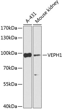 VEPH1 Antibody