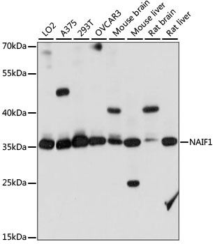 NAIF1 Antibody