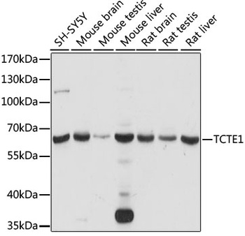 TCTE1 Antibody