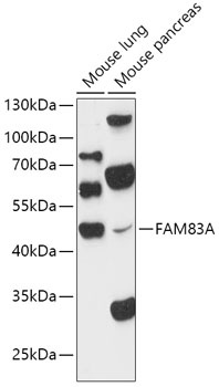 FAM83A Antibody