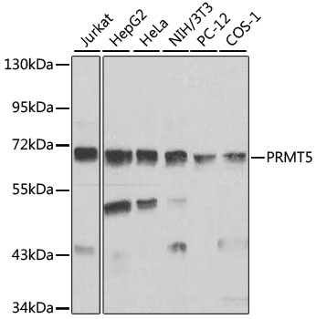 PRMT5 Antibody