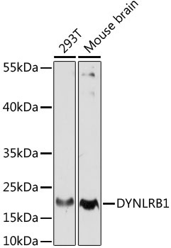 DYNLRB1 Antibody
