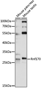 Rnf170 Antibody