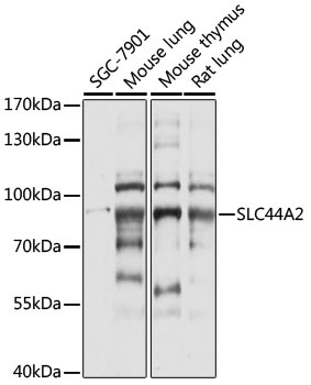 SLC44A2 Antibody