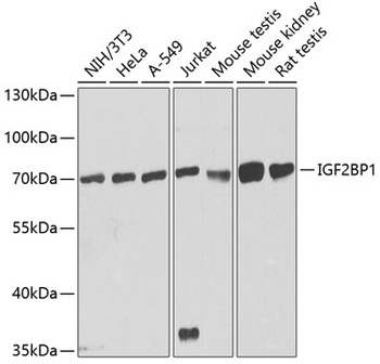 IGF2BP1 Antibody