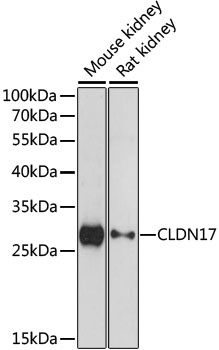 CLDN17 Antibody