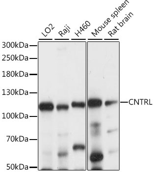 CNTRL Antibody