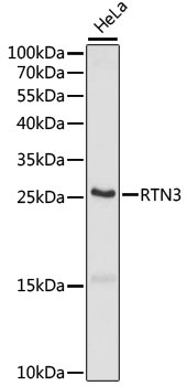 RTN3 Antibody