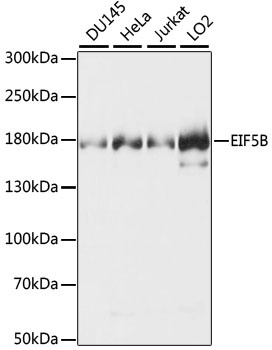 EIF5B Antibody