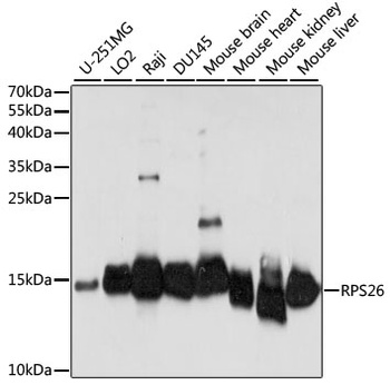 RPS26 Antibody