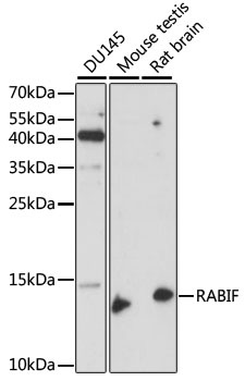 RABIF Antibody