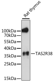 TAS2R38 Antibody