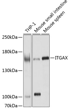ITGAX Antibody