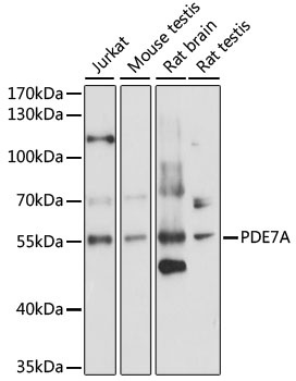 PDE7A Antibody