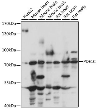 PDE1C Antibody