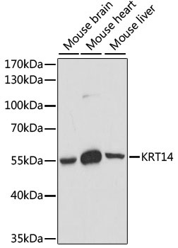 KRT14 Antibody