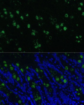 CLCA1 Antibody
